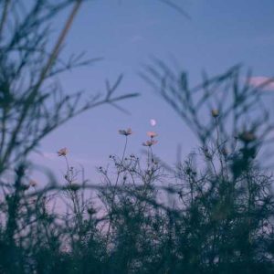 دانلود آهنگ تیکه پاره تر از این گلای پرپرم